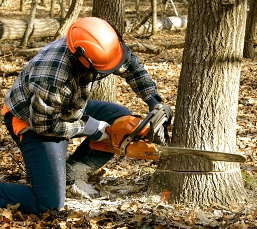 Tree Removal in Byron Center, MI